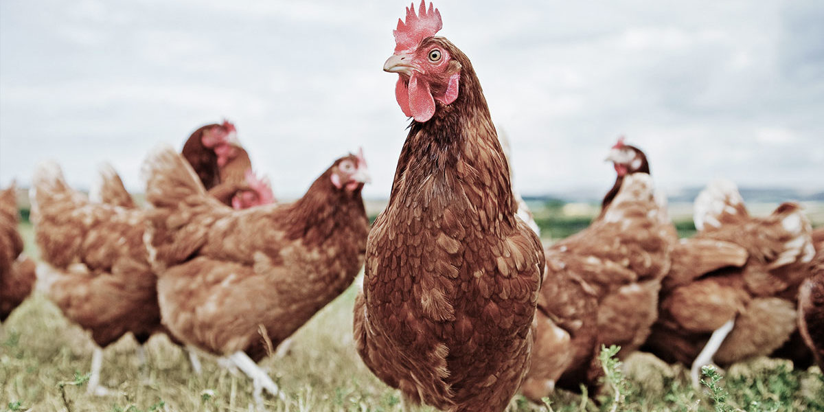 Fipronil-kippen-ei Welke maatregelen kunt u nemen om fipronil te voorkomen