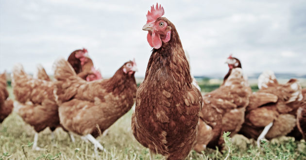 Welke maatregelen kunt u nemen om fipronil te voorkomen