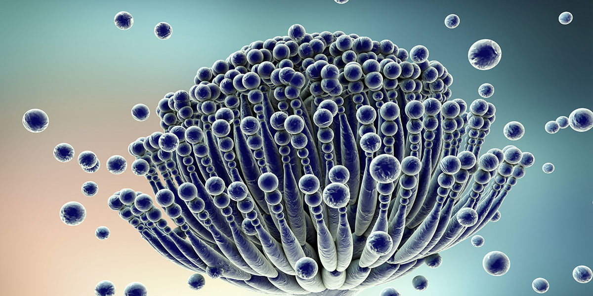 RP-AFlatoxine Aflatoxine