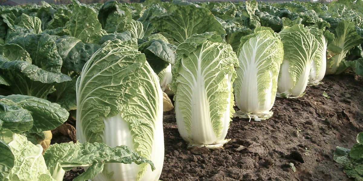 Riskplaza Perchloraat