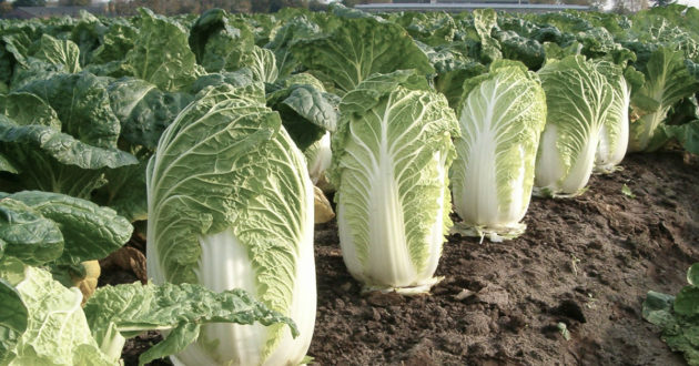 Riskplaza Perchloraat